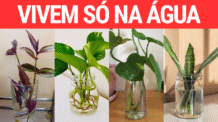 O Segredo das Plantas Aquáticas — e Ficam Ainda Mais Lindas!